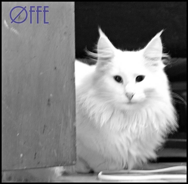 Norsk Skovkat Buum-Cats Gucci - Lille puttemis ;) billede 3