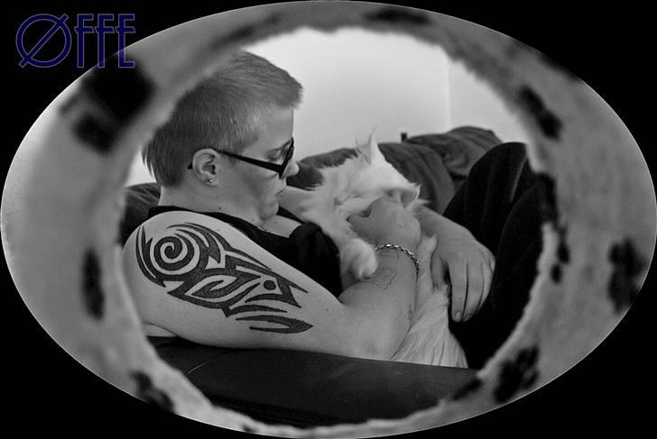 Norsk Skovkat Buum-Cats Gucci billede 4