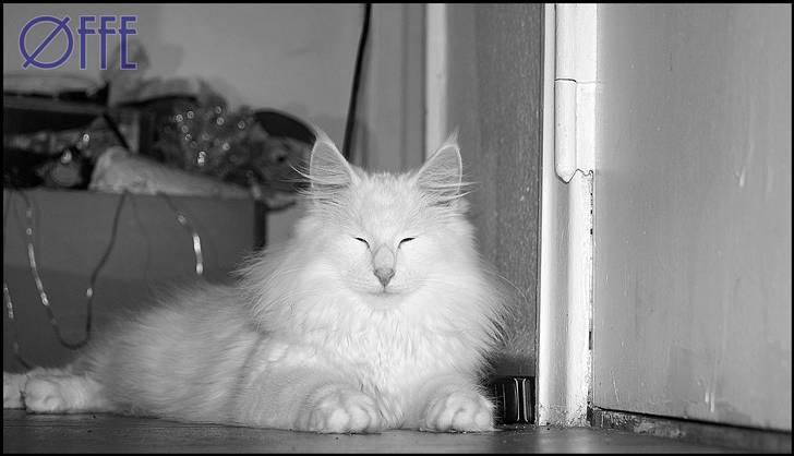 Norsk Skovkat Buum-Cats Gucci billede 5