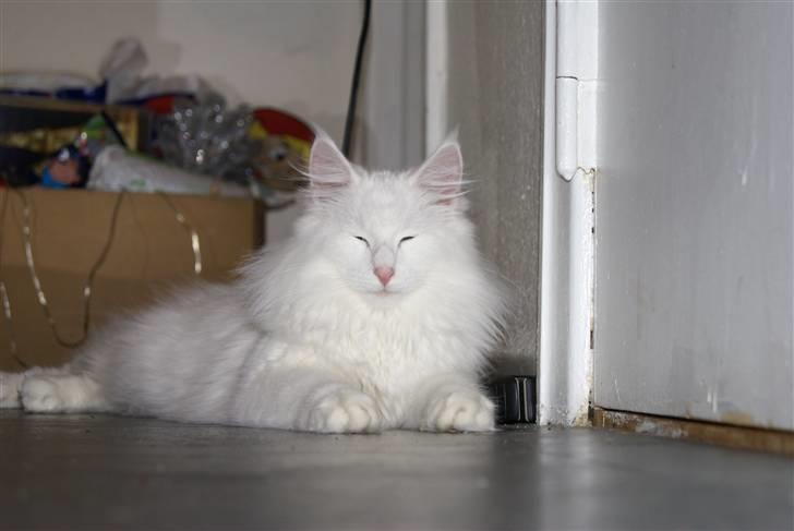 Norsk Skovkat Buum-Cats Gucci - Uden redigeringe. Øffemanden <3 billede 6