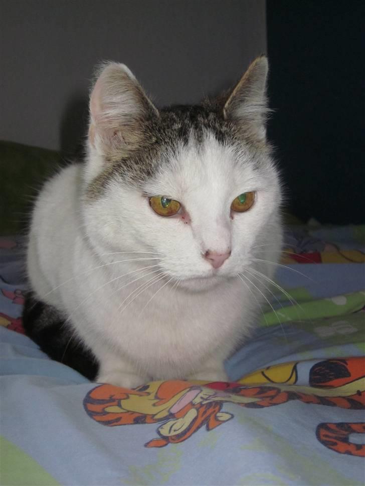 Huskat Mis billede 20