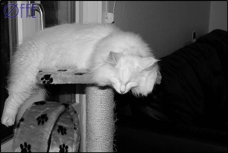 Norsk Skovkat Buum-Cats Gucci billede 7