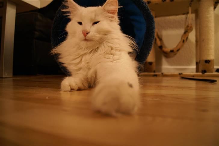 Norsk Skovkat Buum-Cats Gucci billede 8