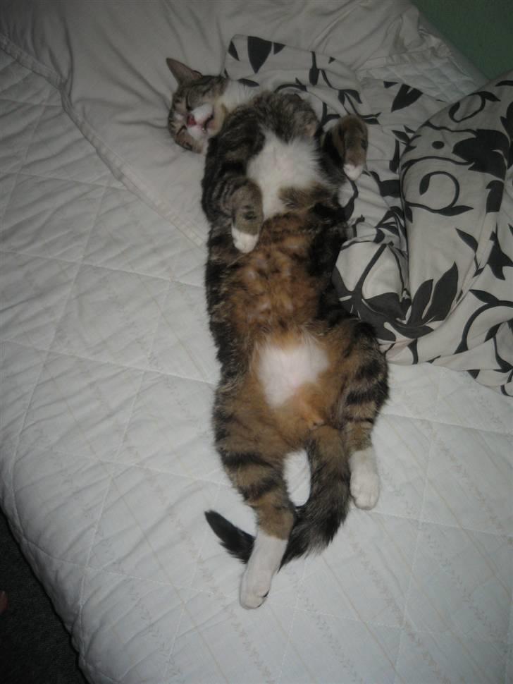 Huskat Tøffe billede 20