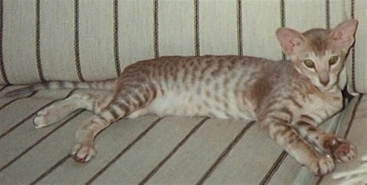 Orientaler Canastas Andy Pandy (RIP) billede 1