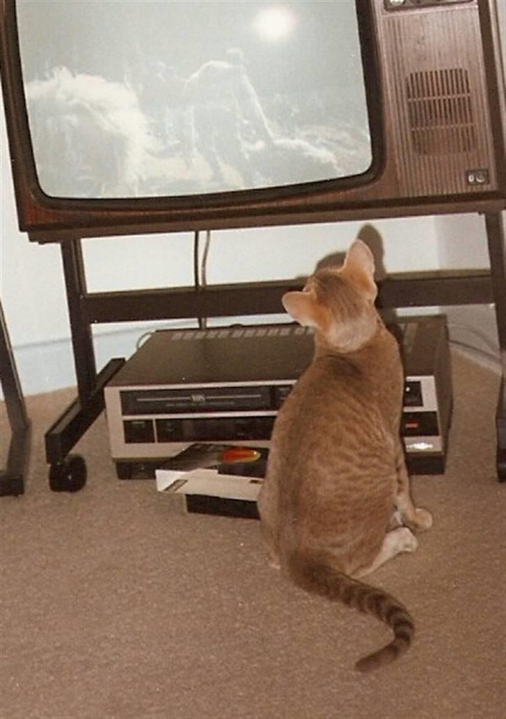 Orientaler Canastas Andy Pandy (RIP) billede 3