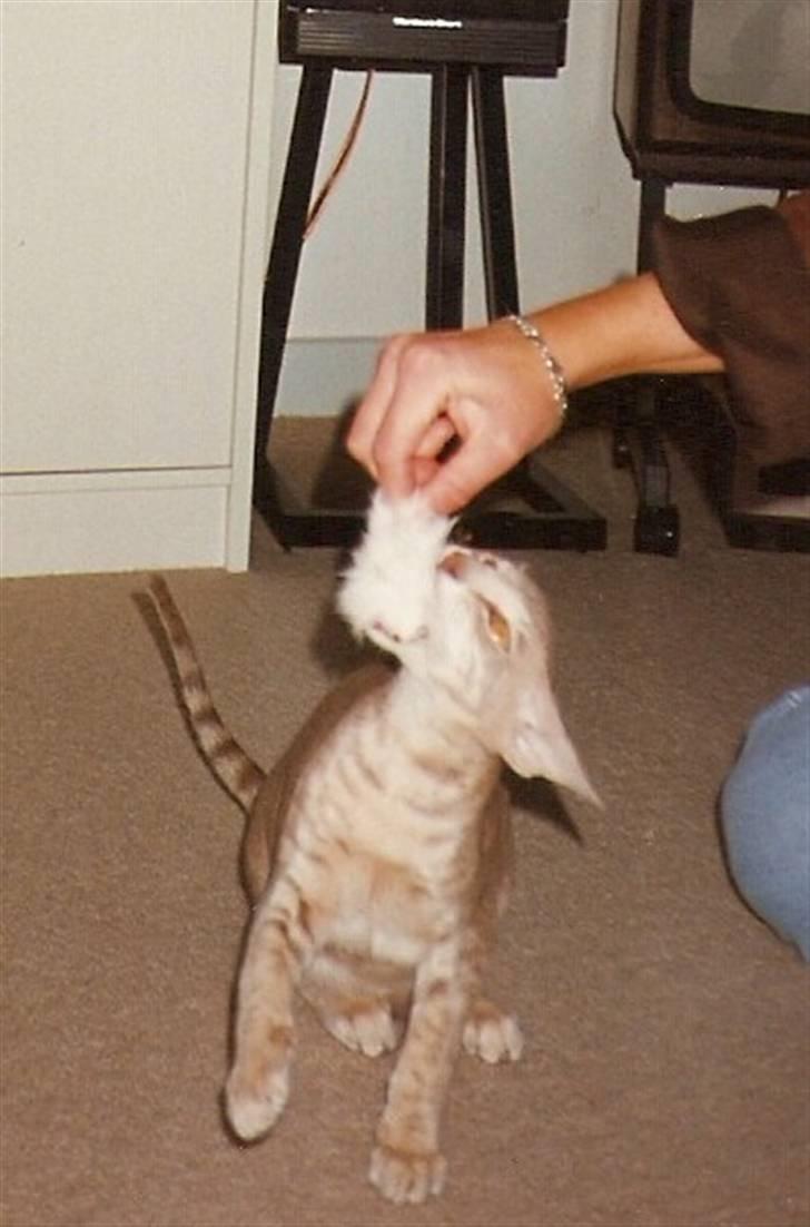 Orientaler Canastas Andy Pandy (RIP) billede 4