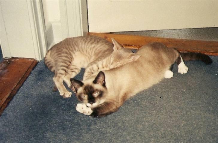 Orientaler Canastas Andy Pandy (RIP) billede 5