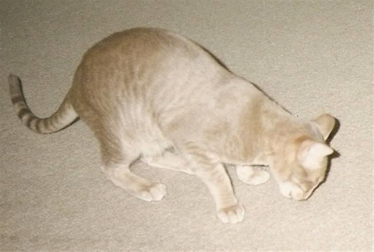 Orientaler Canastas Andy Pandy (RIP) billede 6