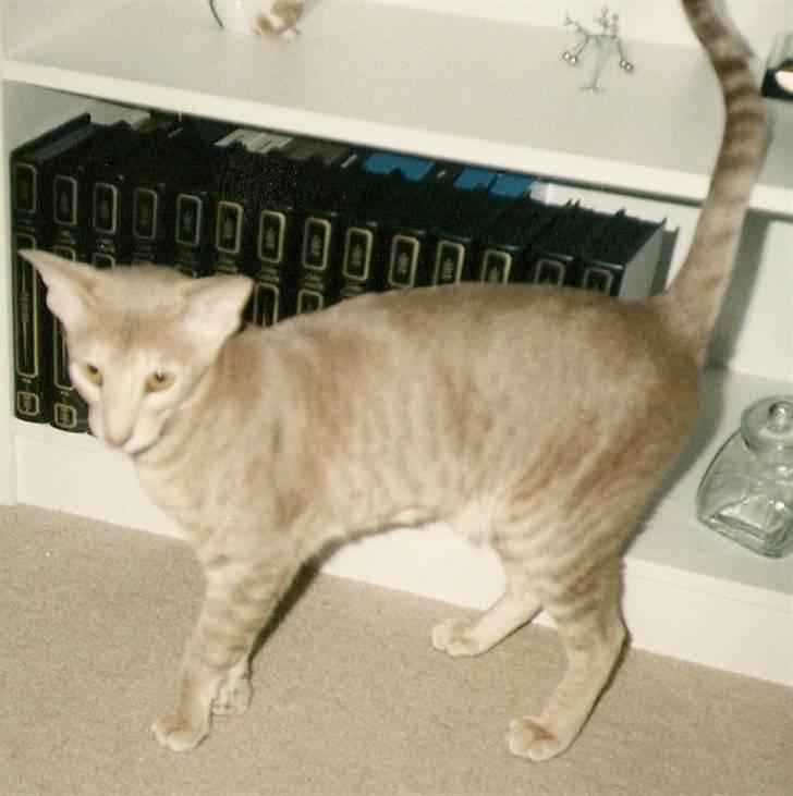 Orientaler Canastas Andy Pandy (RIP) billede 7