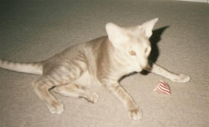 Orientaler Canastas Andy Pandy (RIP) billede 8