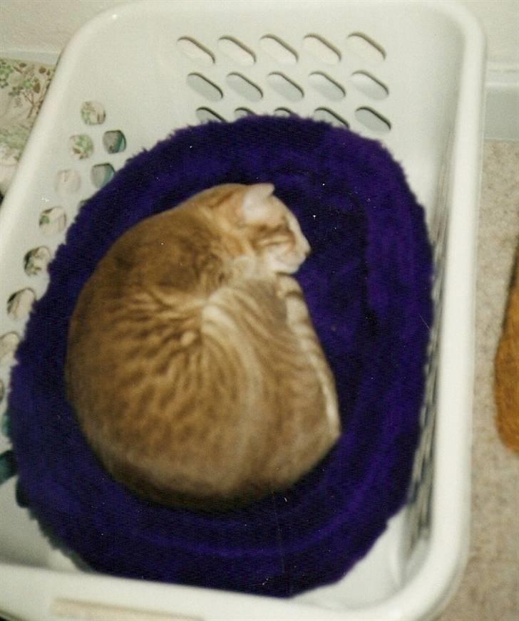 Orientaler Canastas Andy Pandy (RIP) billede 9