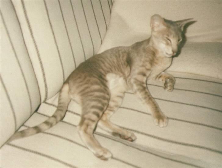 Orientaler Canastas Andy Pandy (RIP) billede 10