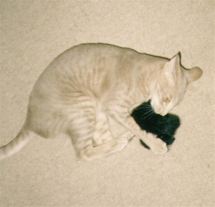 Orientaler Canastas Andy Pandy (RIP) billede 11