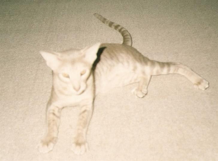 Orientaler Canastas Andy Pandy (RIP) billede 12