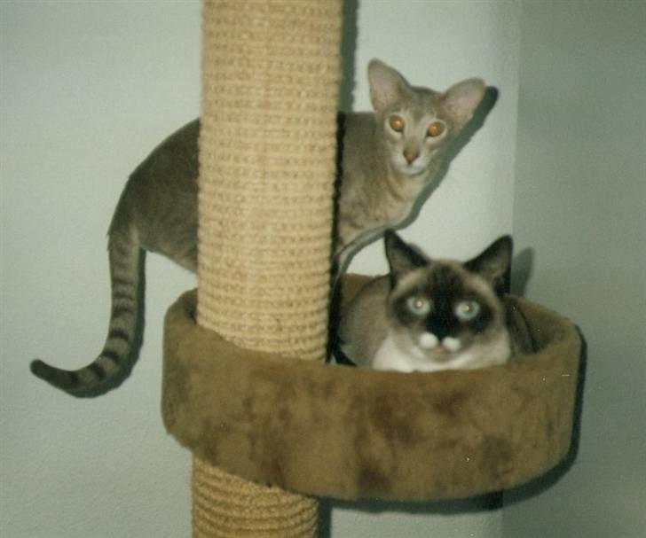 Orientaler Canastas Andy Pandy (RIP) billede 13