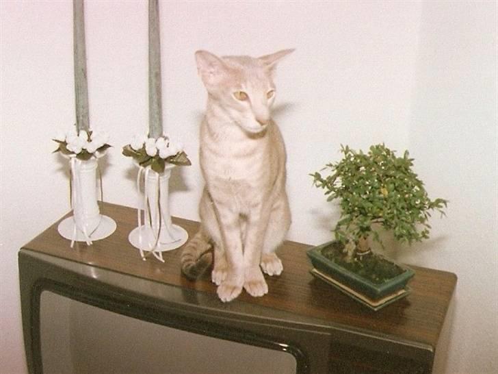 Orientaler Canastas Andy Pandy (RIP) billede 14