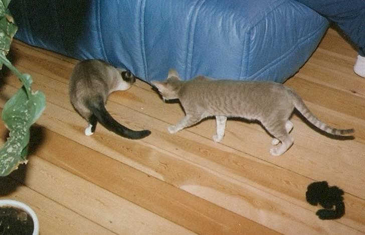 Orientaler Canastas Andy Pandy (RIP) billede 15