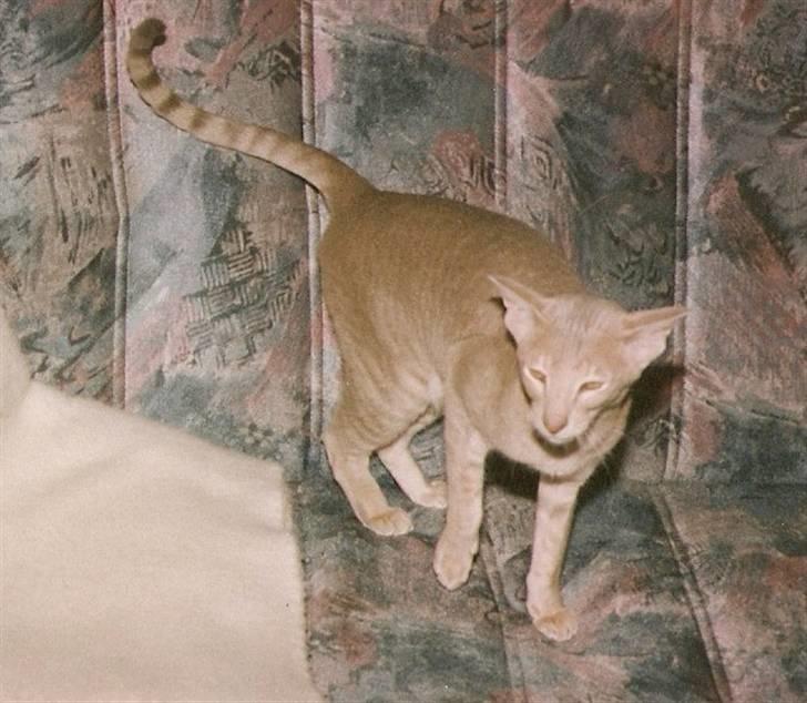 Orientaler Canastas Andy Pandy (RIP) billede 16