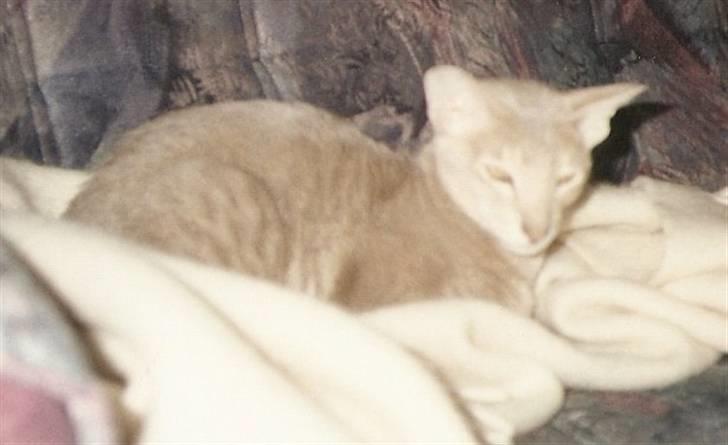 Orientaler Canastas Andy Pandy (RIP) billede 17