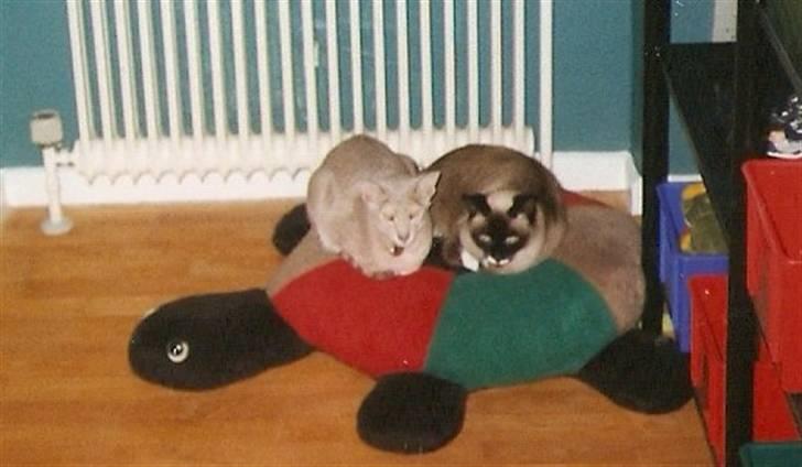 Orientaler Canastas Andy Pandy (RIP) billede 18