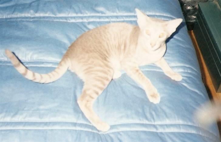 Orientaler Canastas Andy Pandy (RIP) billede 19