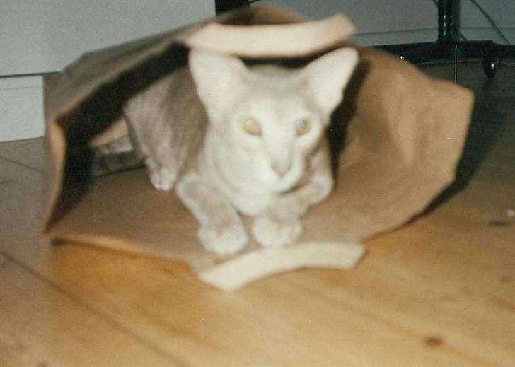 Orientaler Canastas Andy Pandy (RIP) billede 20