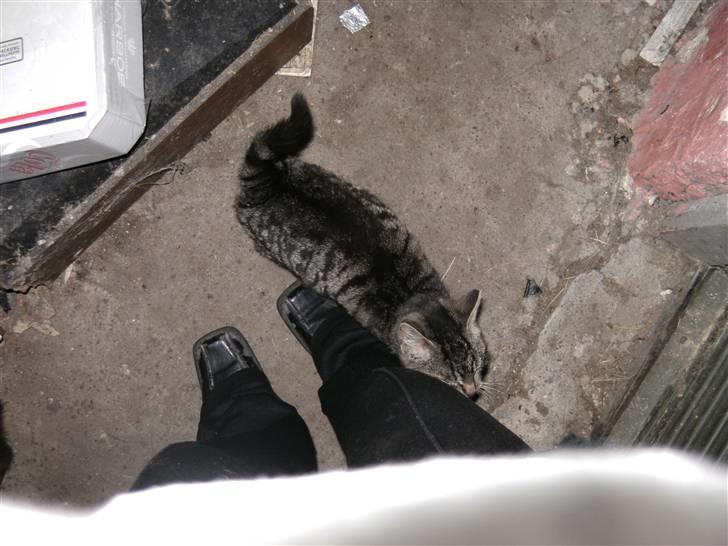 Huskat miv - dette billede er en af de nye billeder der er blevet taget billede 11