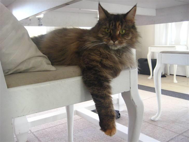 Maine Coon Mille billede 10