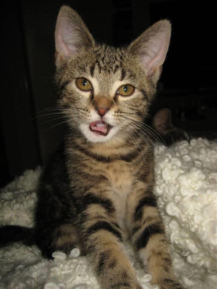 Blanding af racer Bølle billede 1