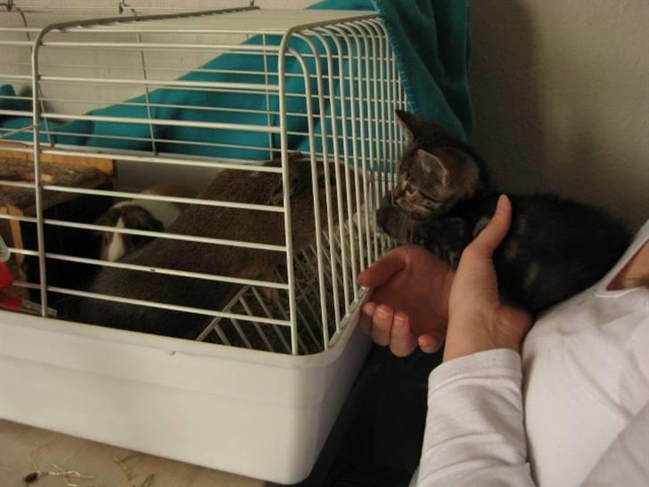 Blanding af racer Bølle - Marsvin er skræmmende, når de er større end en selv... billede 2