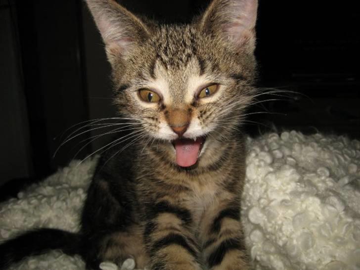 Blanding af racer Bølle billede 3