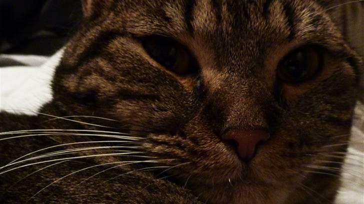 Blanding af racer Bølle billede 4