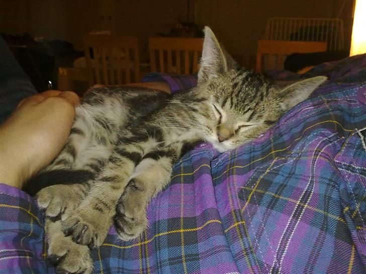 Blanding af racer Bølle - I armene hos min kæreste, da jeg lige havde hentet ham hjem. billede 5