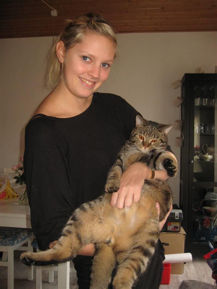 Blanding af racer Bølle - Kæmpe, doven hankat, der er blevet lidt større siden første møde. billede 7