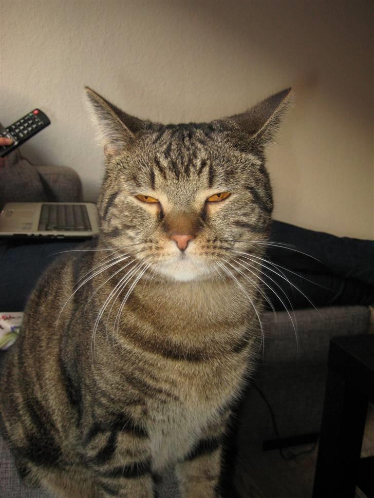 Blanding af racer Bølle billede 8