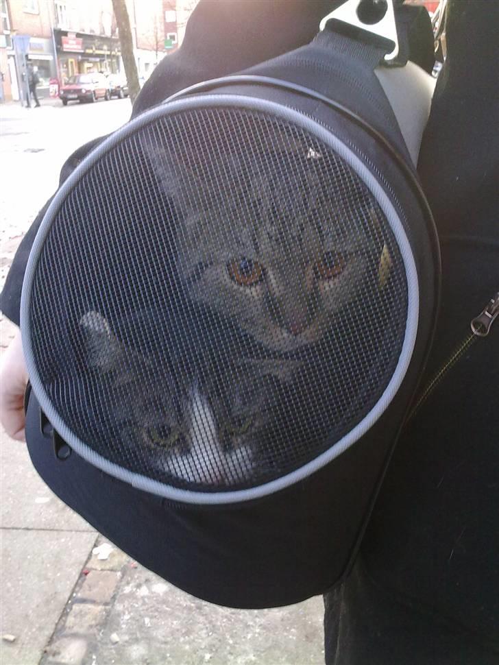 Blanding af racer Bølle - På vej hjem fra juleferie med Sille 2010. billede 9