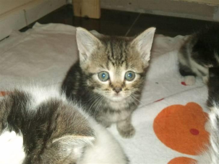 Blanding af racer Bølle - Billede fra opdrætter, ikke ret gammel. billede 10