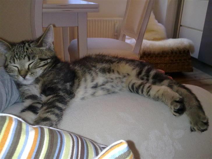 Blanding af racer Bølle - En rebelsk, træt teenager! billede 12