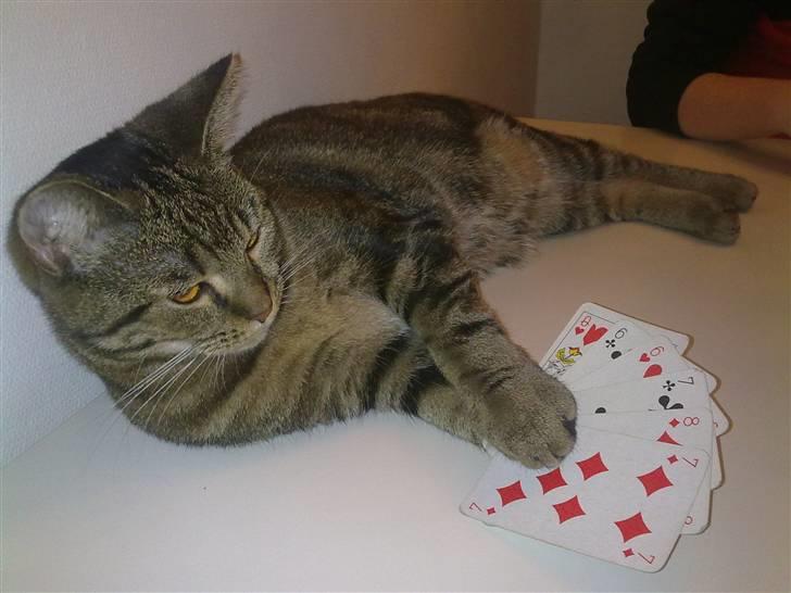 Blanding af racer Bølle - Kortaften med mad-klubben :) billede 13