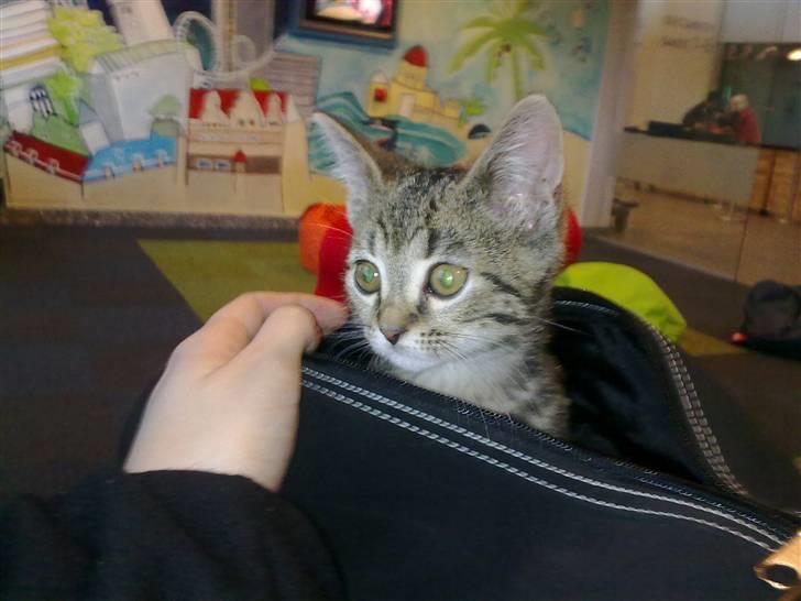 Blanding af racer Bølle - Klar til check-in i Aalborg lufthavn. billede 14