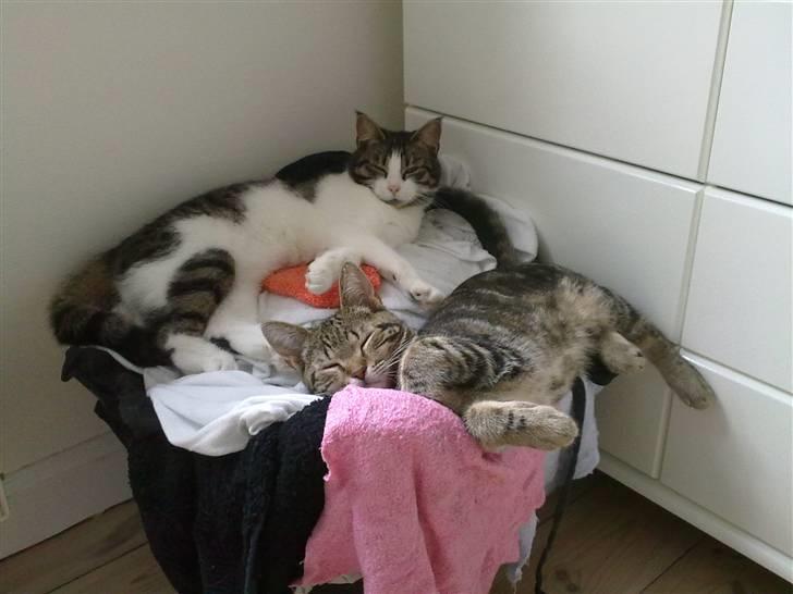 Blanding af racer Bølle - Ikke et helt sjældent syn, jeg møder i min hverdag.... billede 15