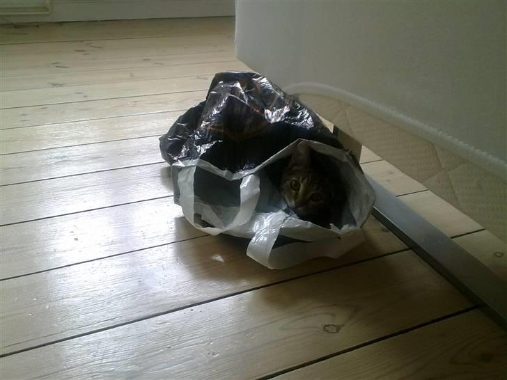 Blanding af racer Bølle - Elsker poser, tasker, net, huler og alt i den dur! billede 16