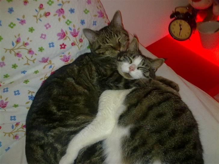 Blanding af racer Bølle - De to elsker hinandens selskab! billede 17