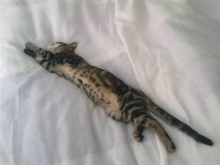 Blanding af racer Bølle billede 18