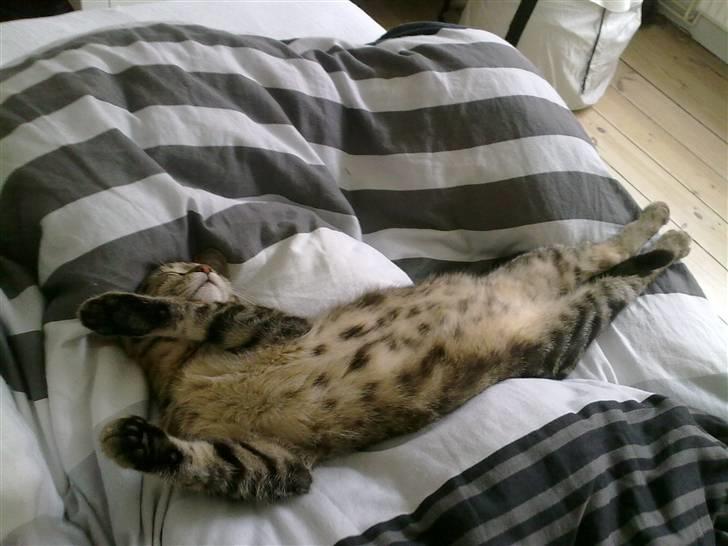 Blanding af racer Bølle - Søde pletter på maven.. billede 19