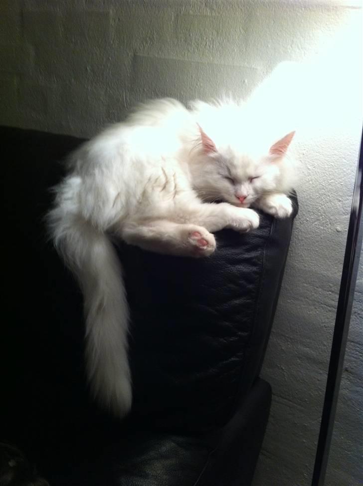 Sibirisk Kat DK* Meldgaards Stanislav - Han er ikke en sofa-kat, men nogle gange lægger han sig på ryglænet :) billede 12