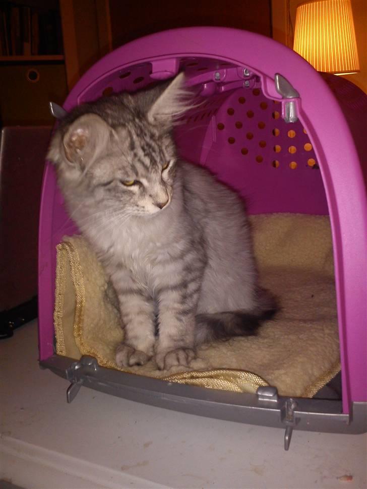 Maine Coon Hallo Kitty billede 1