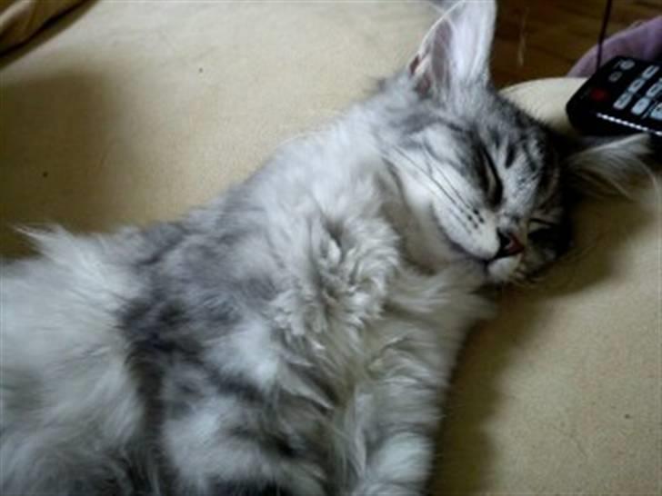 Maine Coon Hallo Kitty billede 2