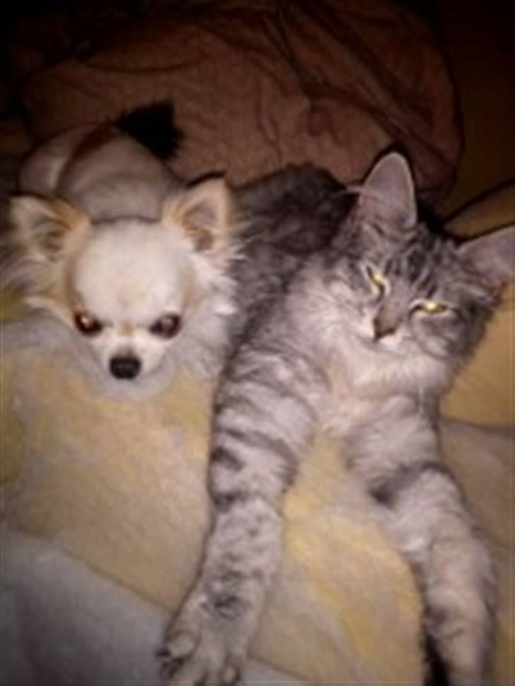 Maine Coon Hallo Kitty billede 3